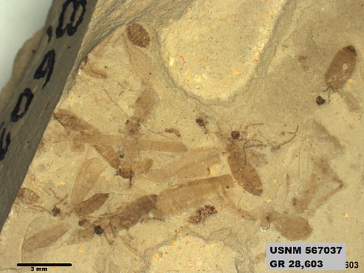 Insecta