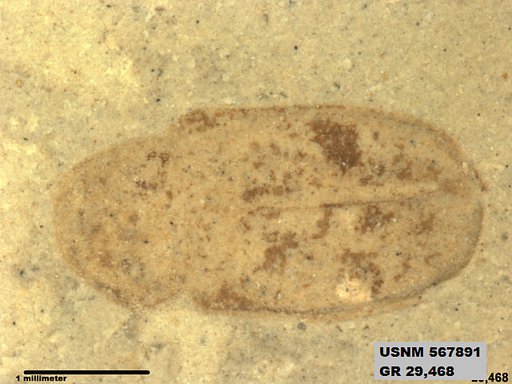 Insecta