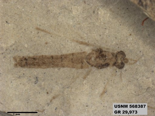 Insecta