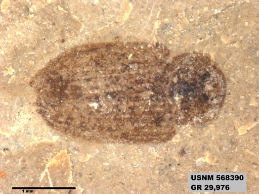 Insecta