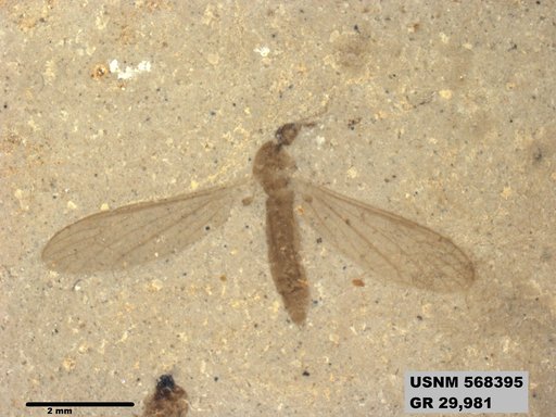 Genus sp
