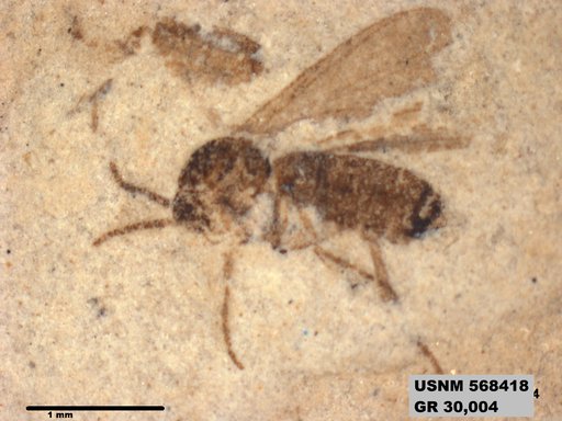 Insecta