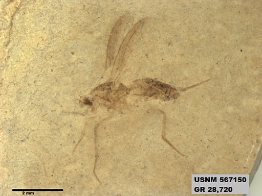 Insecta