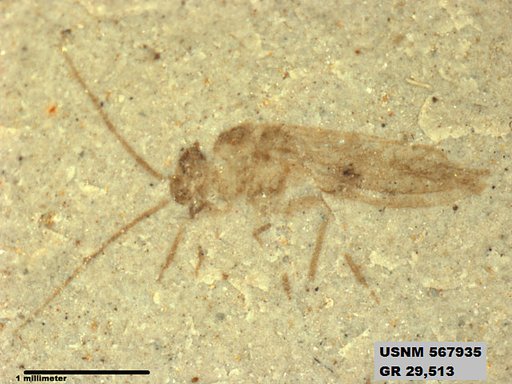 Insecta