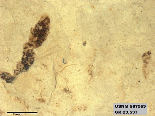 Genus sp