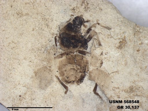 Genus sp