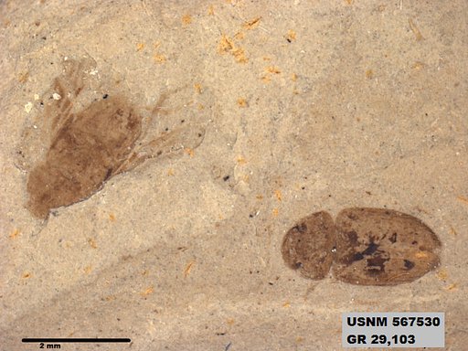 Genus sp