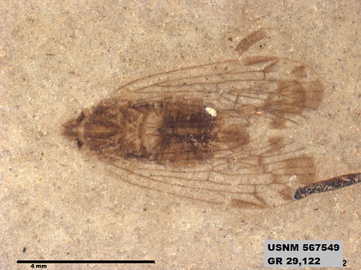 Genus sp