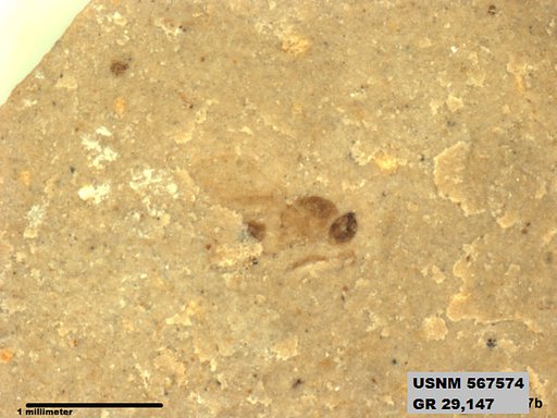 Insecta