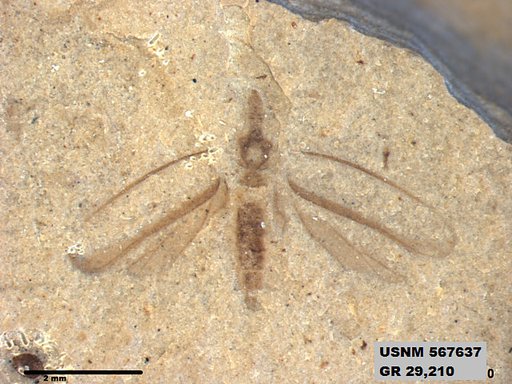 Genus sp