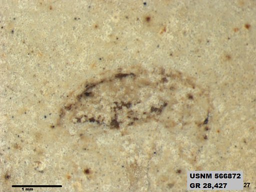 Insecta
