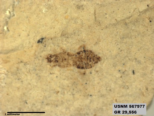 Insecta