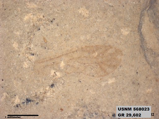 Insecta