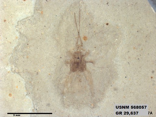 Insecta