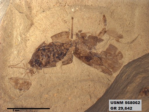 Genus sp