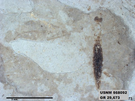Genus sp