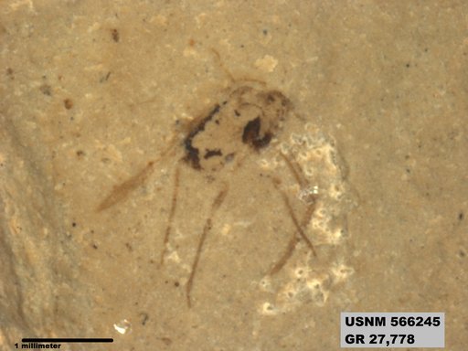 Genus sp