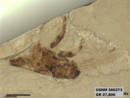Genus sp