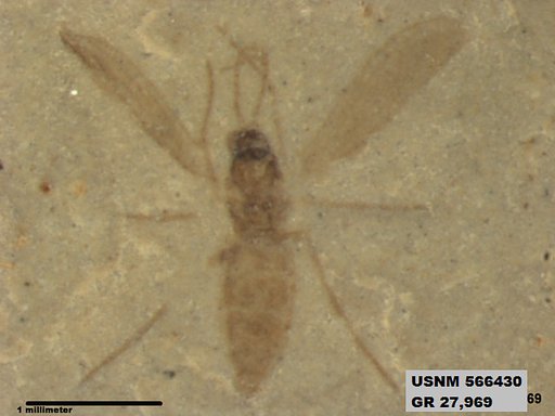 Insecta