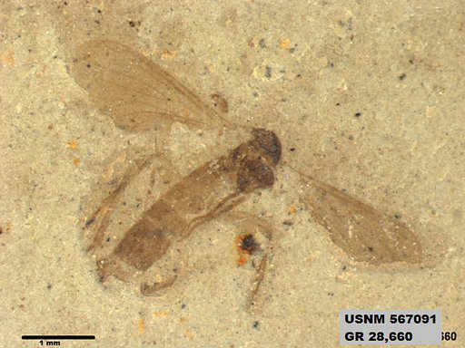 Insecta