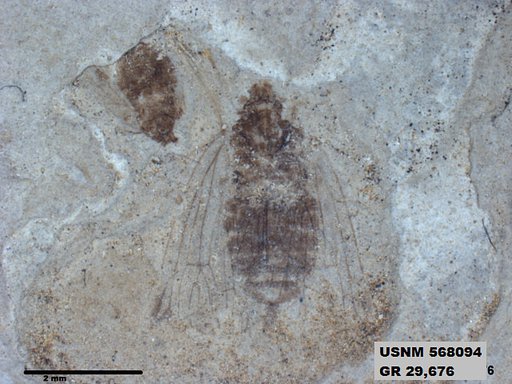 Genus sp