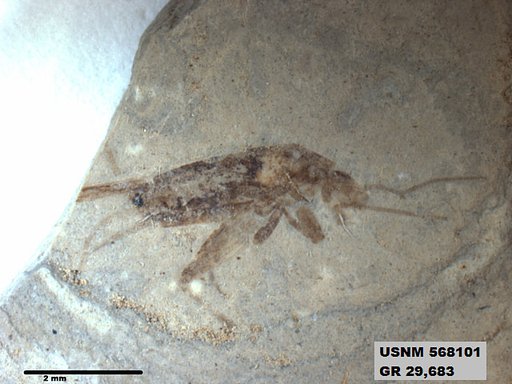Insecta