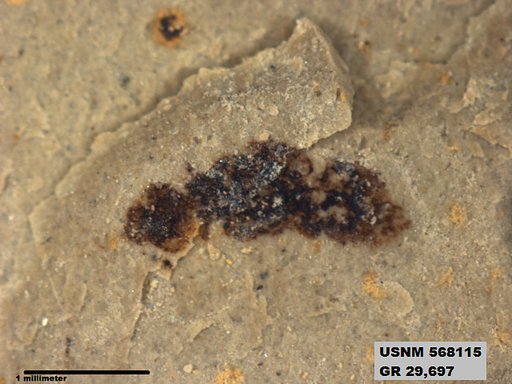 Genus sp