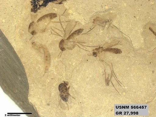 Insecta