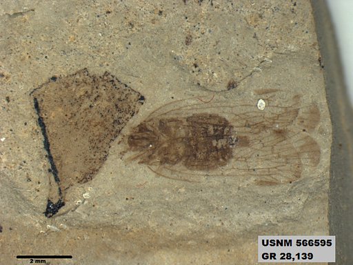 Genus sp