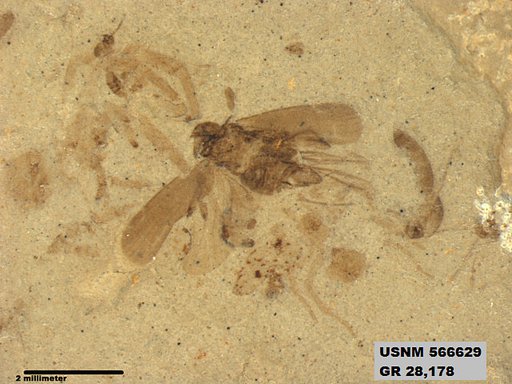 Genus sp