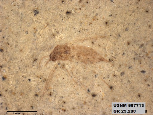 Genus sp