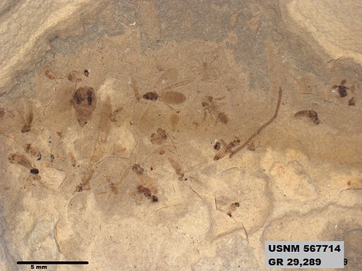 Insecta