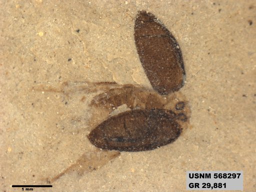 Tipula sp