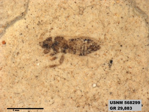 Genus sp