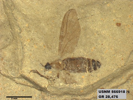 Genus sp