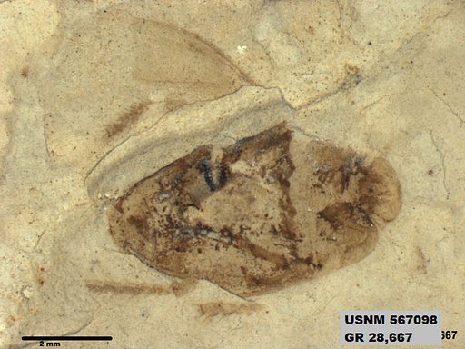 Genus sp