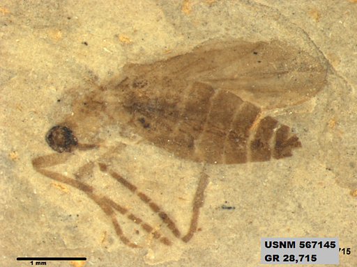 Insecta
