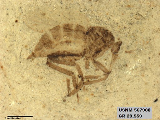 Insecta