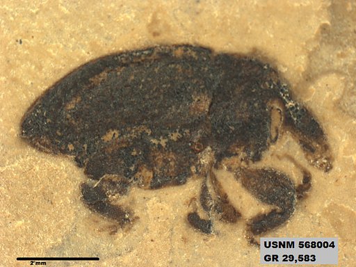 Insecta