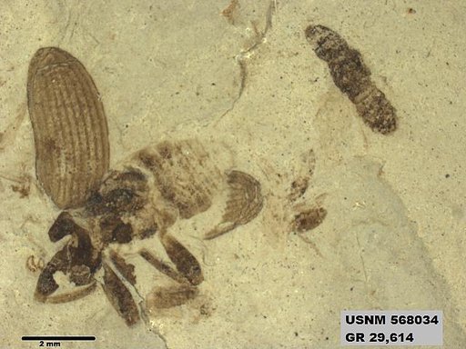 Genus sp