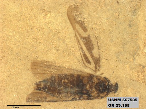 Tipula sp