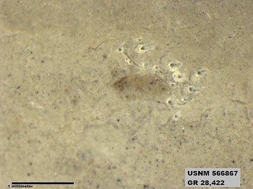 Insecta