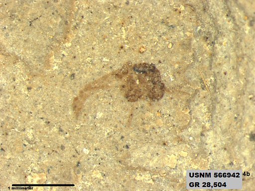 Genus sp