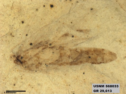 Insecta