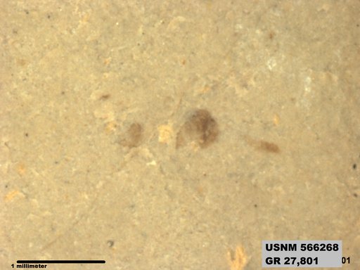 Genus sp