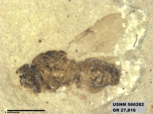 Genus sp