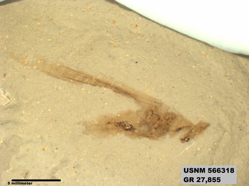 Eoerianthus eocaenicus