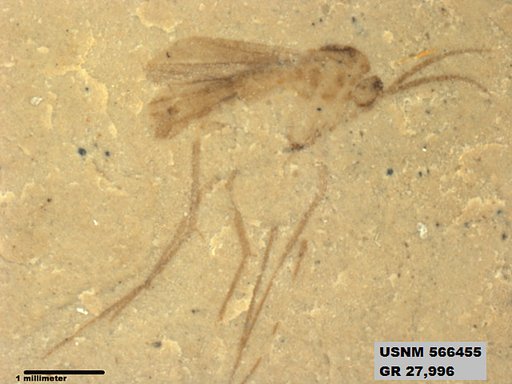 Insecta