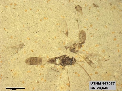 Insecta