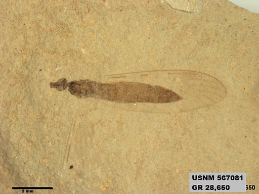 Genus sp